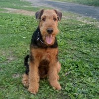 Эрдельтерьеры &raquo; Шэр Оллей